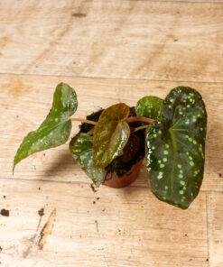 Begonia Pandora 1A