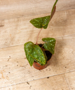 Begonia Pandora 2A