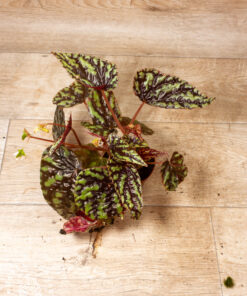 Begonia filiformis irmsch 1A