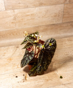 Begonia filiformis irmsch 2A