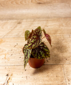 Begonia filiformis irmsch 3A