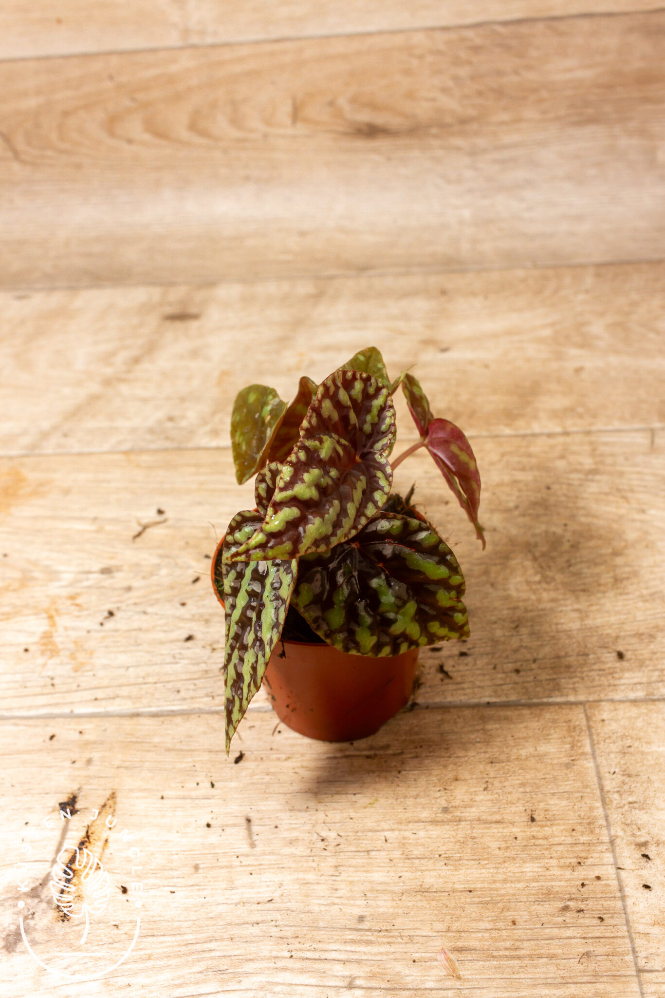 Begonia filiformis mit feinen, fadenförmig geteilten, farnähnlichen Blättern und rötlichen Stielen