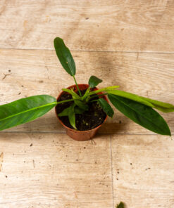 Philodendron patriciae 1A