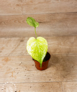 Monstera mint 2A