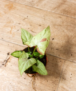 Syngonium strawberry milk 2A