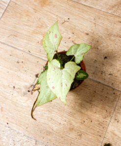 Syngonium strawberry milk 3A
