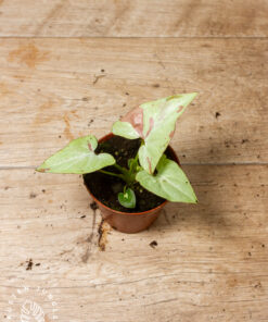 Syngonium strawberry milk 4A