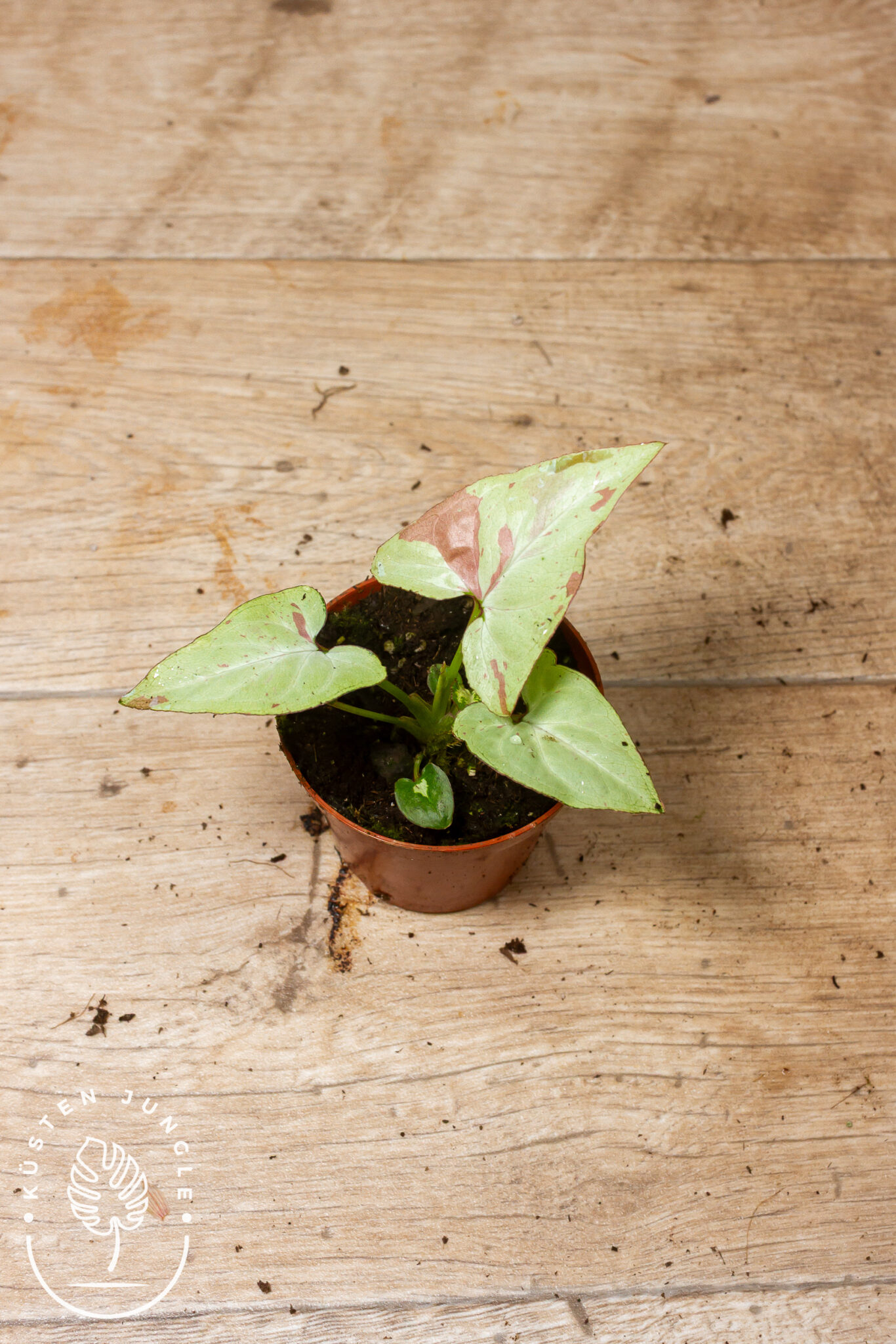 Syngonium podophyllum 'Strawberry Milk' mit pfeilförmigen Blättern in zart marmoriertem Rosa, Cremeweiß und Minzgrün