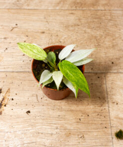 Philodendron florida ghost 1A