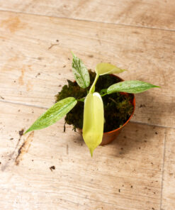 Philodendron florida ghost 2A