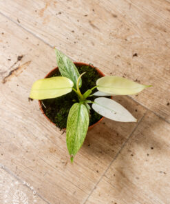 Philodendron florida ghost 3A