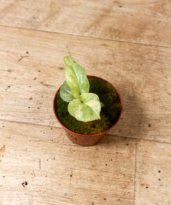 Amydrium medium silver variegata 1A