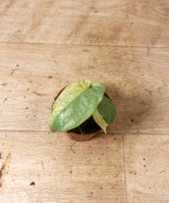 Amydrium medium silver variegata 2A