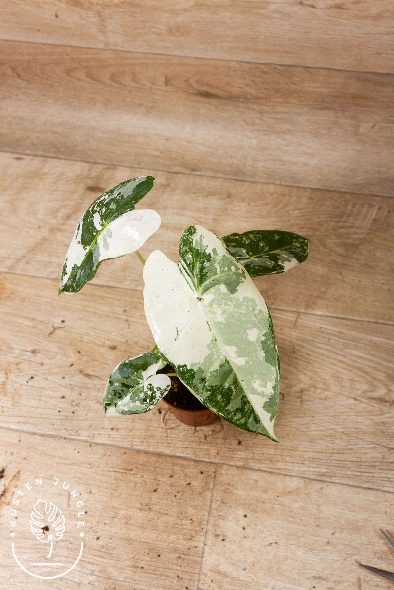 Alocasia micholitziana 'Frydek' Variegata mit samtigen, dunkelgrünen Blättern und kontrastreichen, cremeweißen Panaschierungs-Flächen
