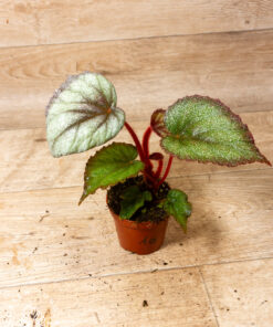 Begonia Flamingo Soul 1A