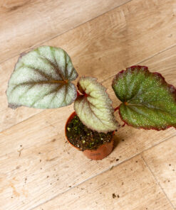 Begonia Flamingo Soul 2A