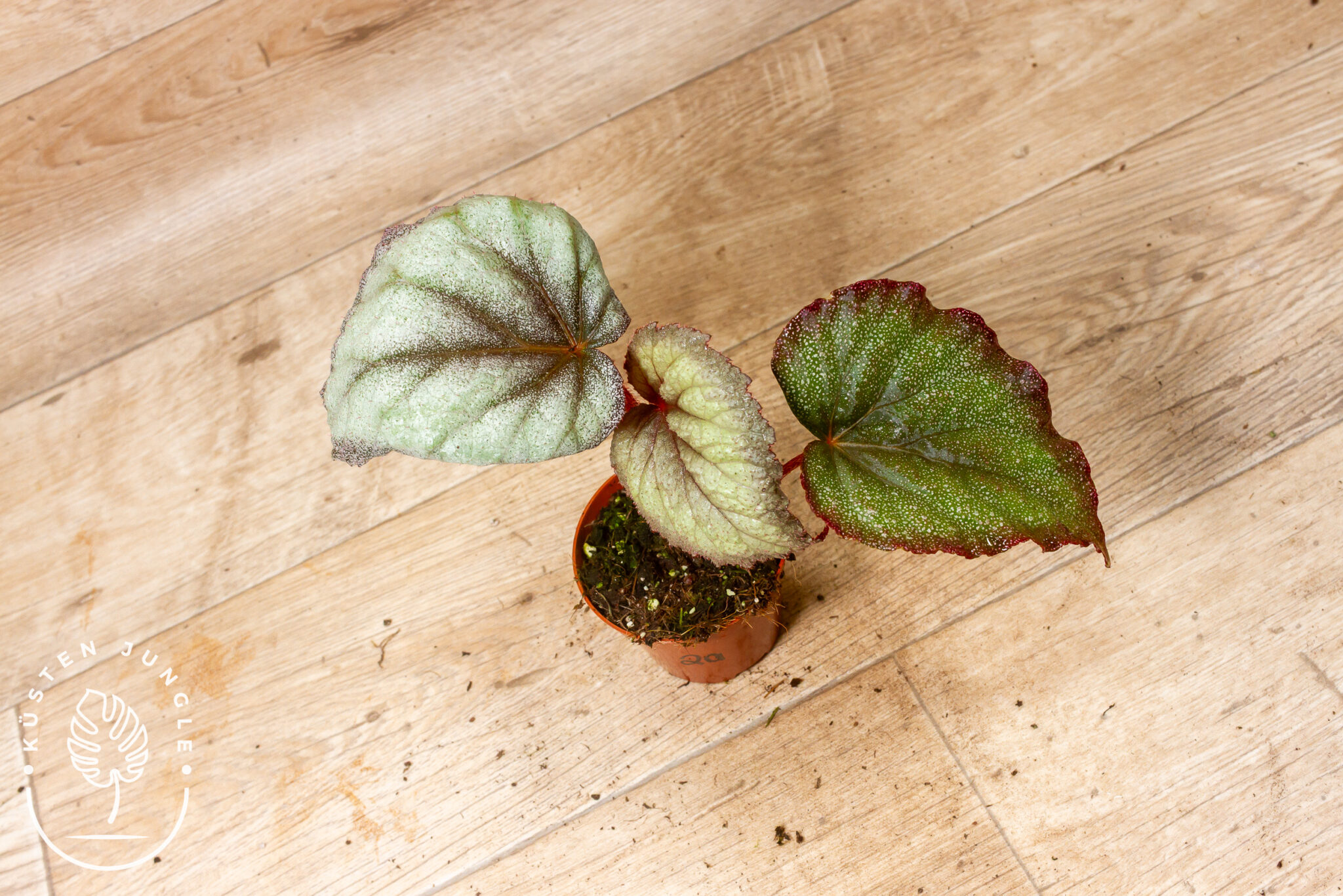 Begonia 'Flamingo Soul' mit asymmetrischen, silbrigen Blättern und markanter purpurfarbener Umrandung sowie Blattader