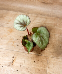 Begonia Flamingo Soul 3A