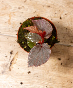 Begonia Lamriana Silver 1A