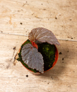 Begonia Lamriana Silver 2A