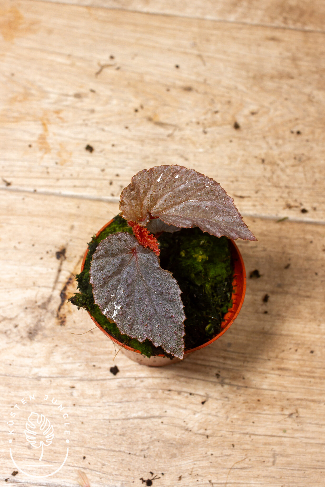 Begonia lamriana 'Silver' mit kleinen, samtigen Blättern und silbrig schimmernder Zeichnung