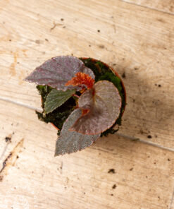 Begonia Lamriana Silver 3A