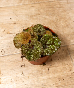 Begonia Curtisii Galaxy 1A