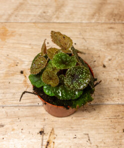 Begonia Curtisii Galaxy 3A