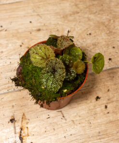 Begonia Curtisii Galaxy 4A