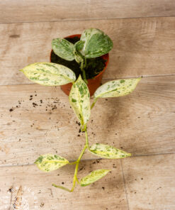 Scindapsus Jade Satin Marble 2A