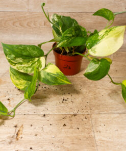 Scindapsus Jade Satin Aurea 2A