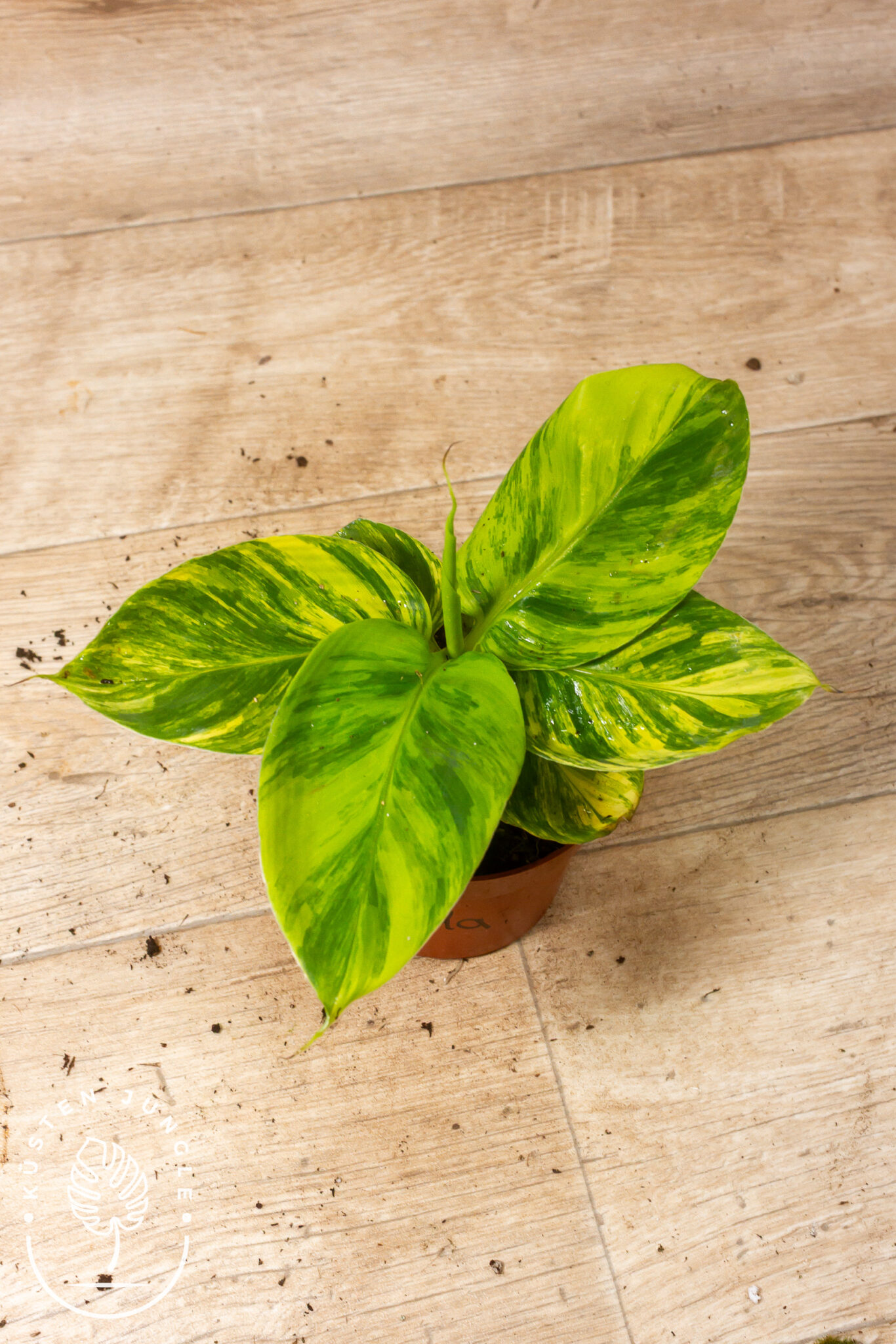 Musa 'Aurea' mit großen, grün-gelb gefärbten Bananenblättern und vereinzelten goldenen Farbtönen