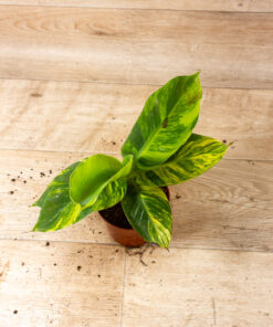 Musa aurea 2A