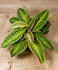 Labisia japonica 1A