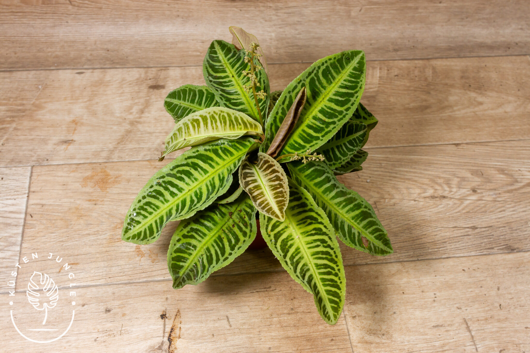 Labisia japonica mit samtigen, dunkelgrünen Blättern und fein schimmernden, silbrigen Adern