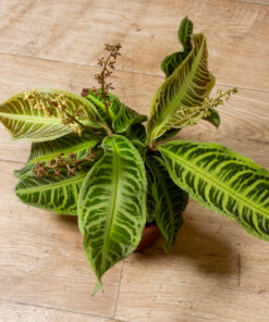Labisia japonica 2A