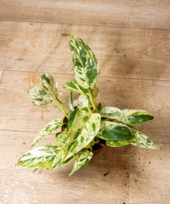 Philodendron emerald queen variegata 1A