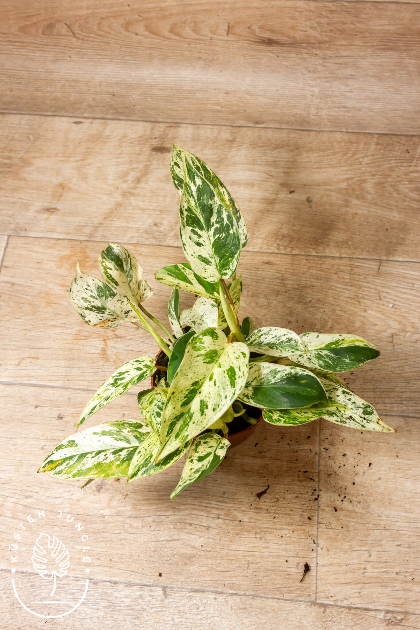 Philodendron 'Emerald Queen Variegata' mit glänzend dunkelgrünen Blättern und cremeweiß-gelber, unregelmäßiger Panaschierung