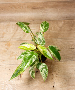 Philodendron emerald queen variegata 2A
