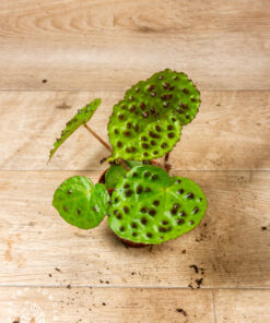 Begonia ferox 2A