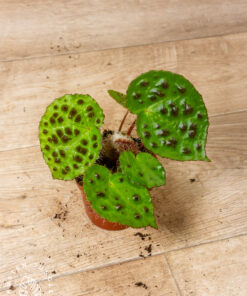 Begonia ferox 3A