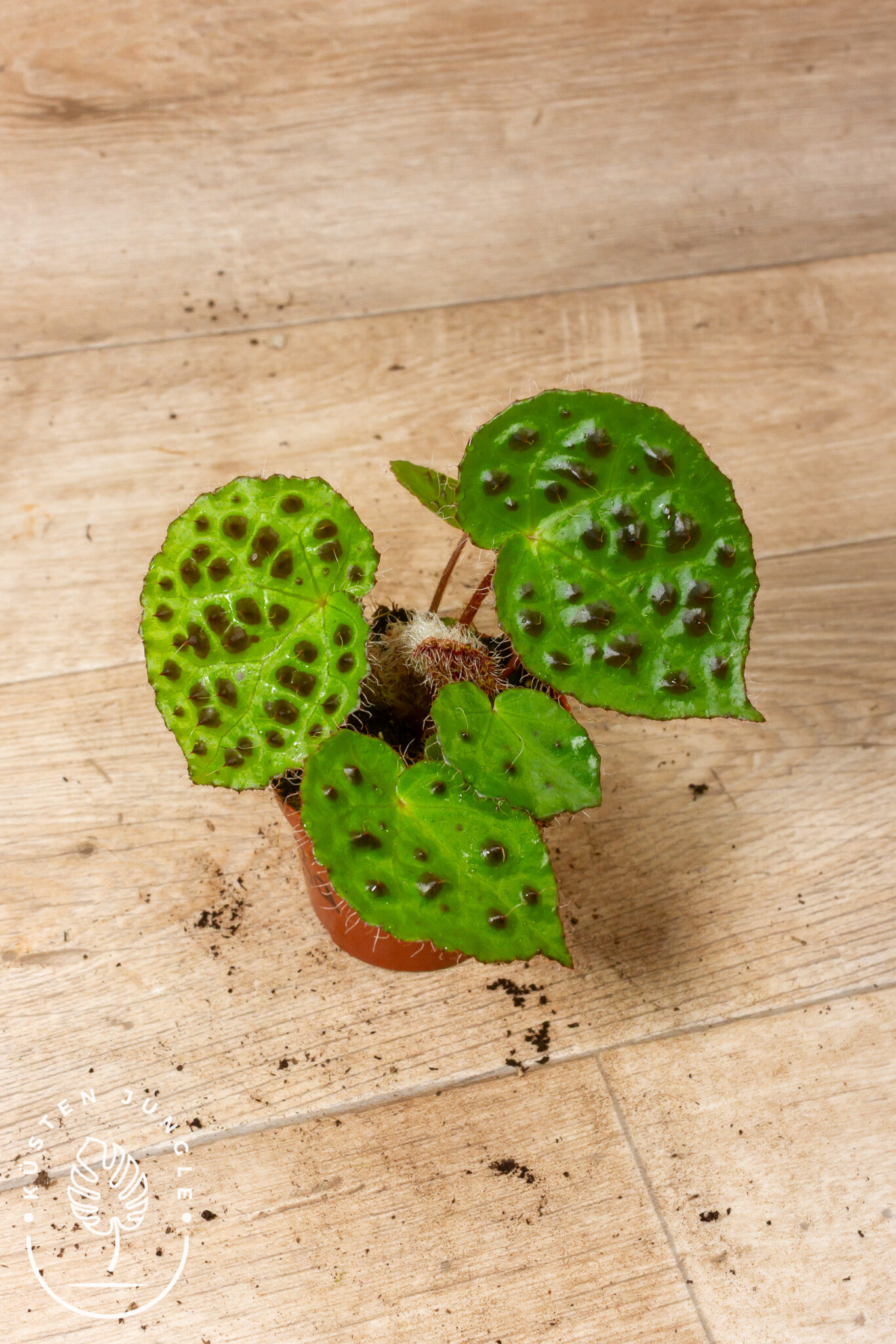 Begonia ferox mit hellgrünen, bullaten Blättern und markanten schwarzen, rot gespitzten Erhebungen