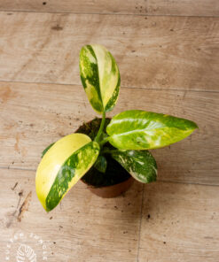 Philodendron green congo variegata 1A