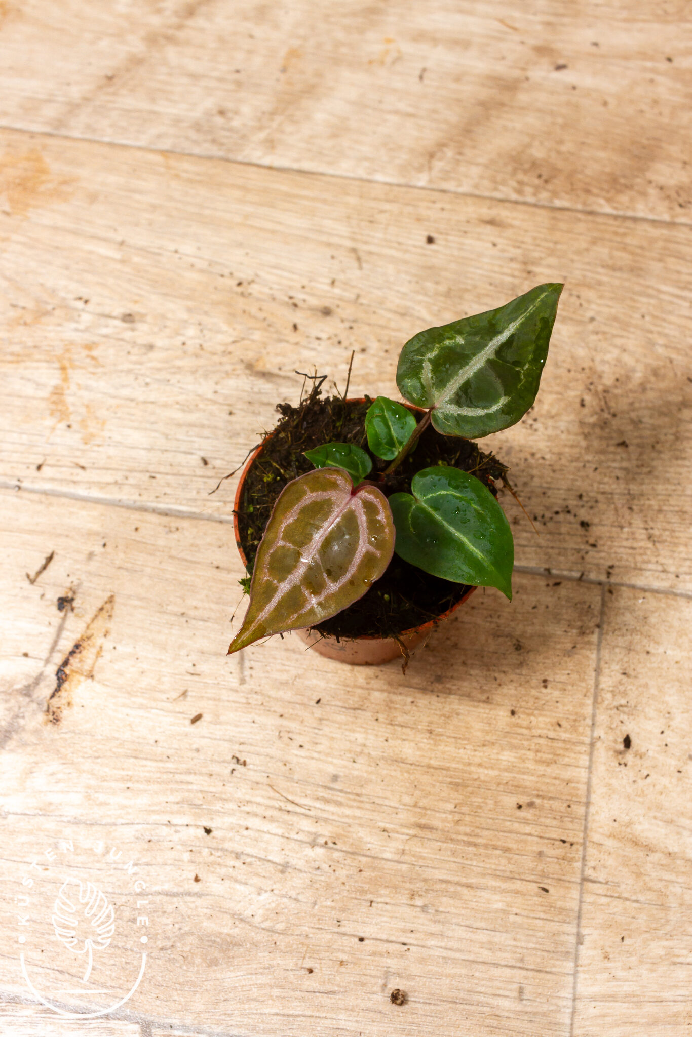 Anthurium 'Red Crystallinum' mit samtigen, herzförmigen Blättern, die jung leuchtend rot-burgund austreiben und mit dem Alter tiefgrün werden