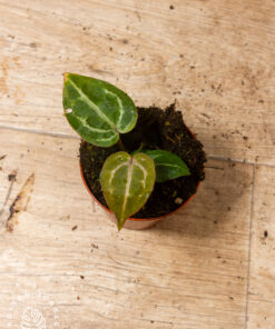 Anthurium red crystallinum 2A