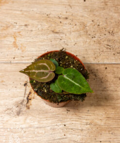 Anthurium red crystallinum 3A