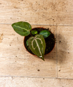 Anthurium red crystallinum 4A