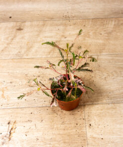Phyllanthus urinaria pink variegata 1A