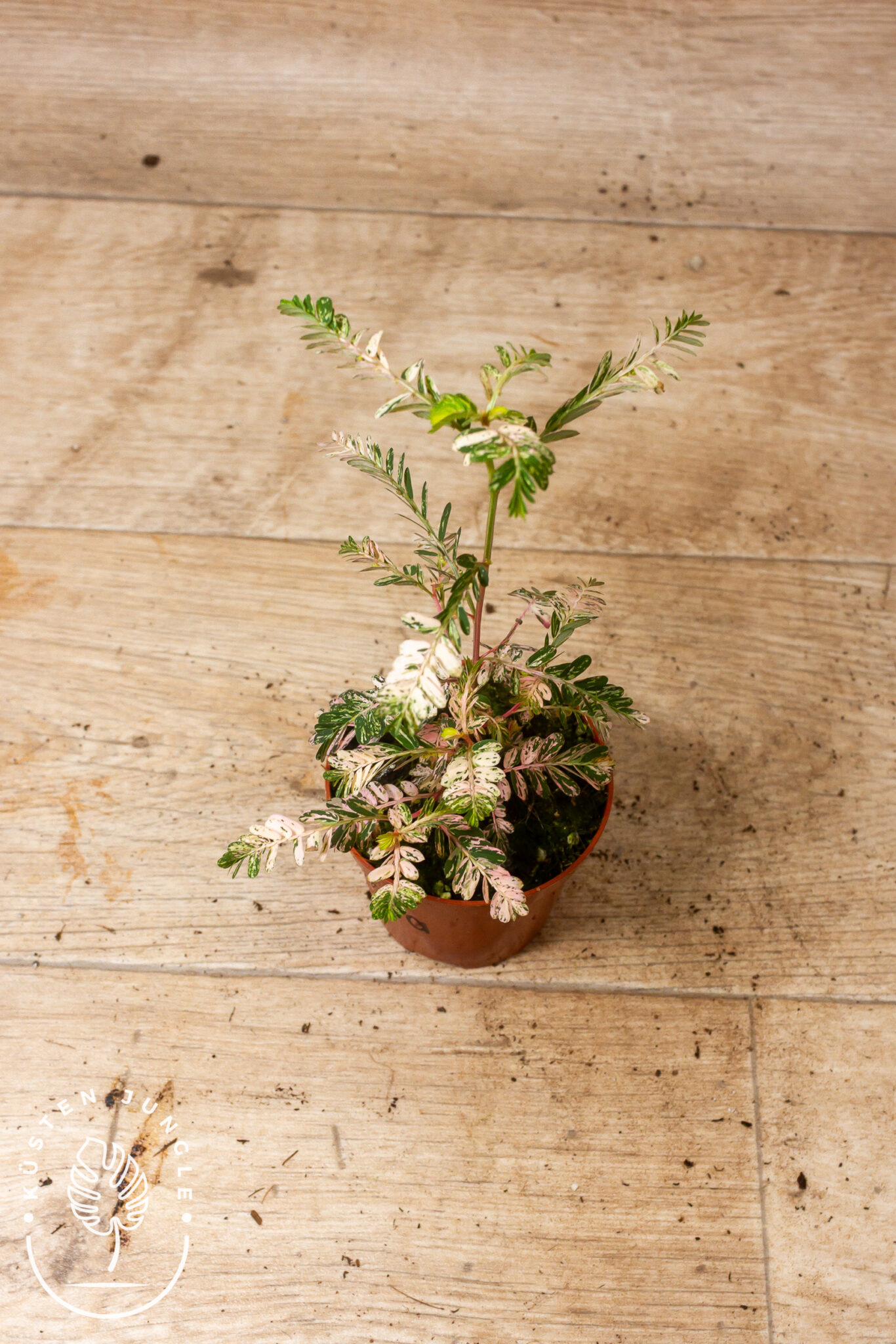 Phyllanthus urinaria 'Pink Variegata' mit feinen, mimosenartigen Blättchen in unregelmäßiger rosa-cremefarbener Panaschierung