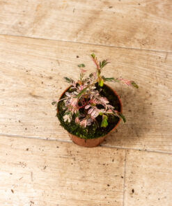 Phyllanthus urinaria pink variegata 3A